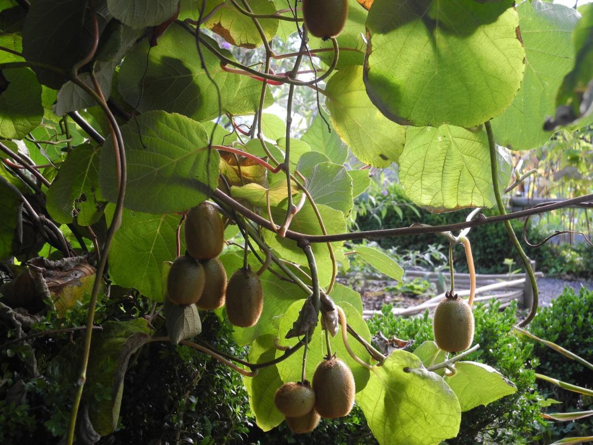 La Maison D'Isaphil Saint-James Ngoại thất bức ảnh
